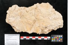 Foto (Objekt + Etikett) von Acer pseudoplatanus L. (NHMW-GEO-2024-0188-11332)